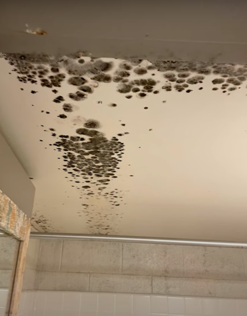 Mold-covered ceiling corner