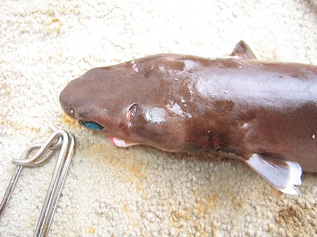 Cookiecutter shark on the beach