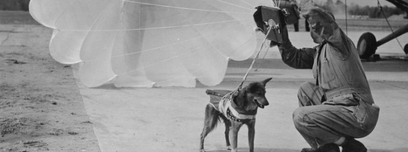 Canine Parachutist