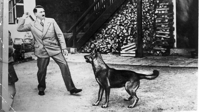 Adolf Hitler with his German Shepherd friend, Blondi. He killed the dog first before committing suicide in his own bunker April 1945.