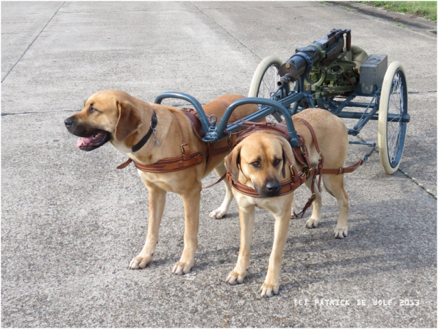 Belgian Army