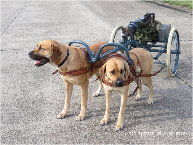 An icon of the Belgian Army in WWI, the Dog Cart
