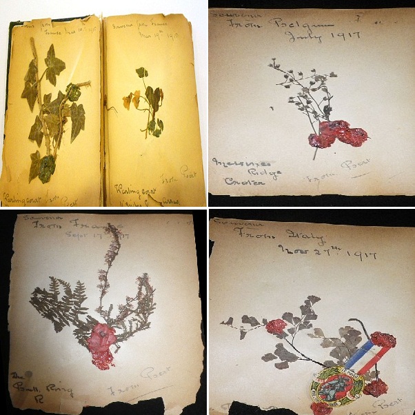 Some of the pressed plants in the scrapbook include (clockwise) an ivy cutting from Arras, France; plant from Belgium; one from Italy and a stonecrop Riese.