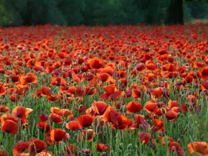 poppies