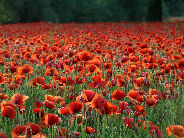 poppies