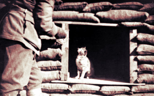 WWI Cat