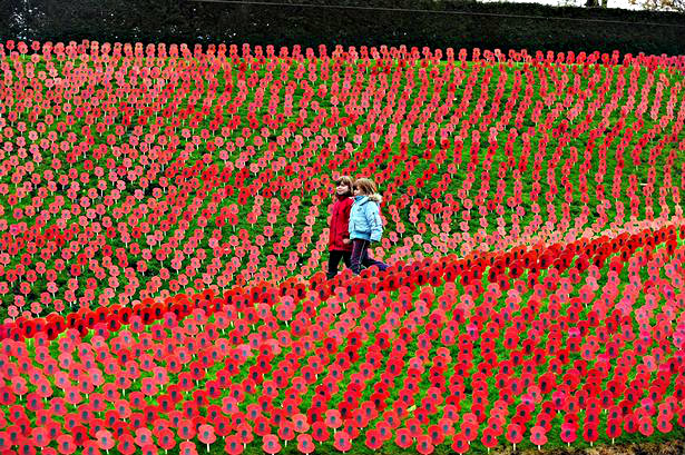 Great War Tours: Flanders Poppy Fields