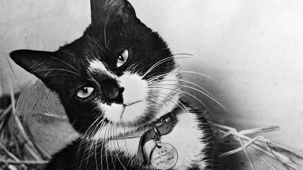 Simon, WWII Cat Hero