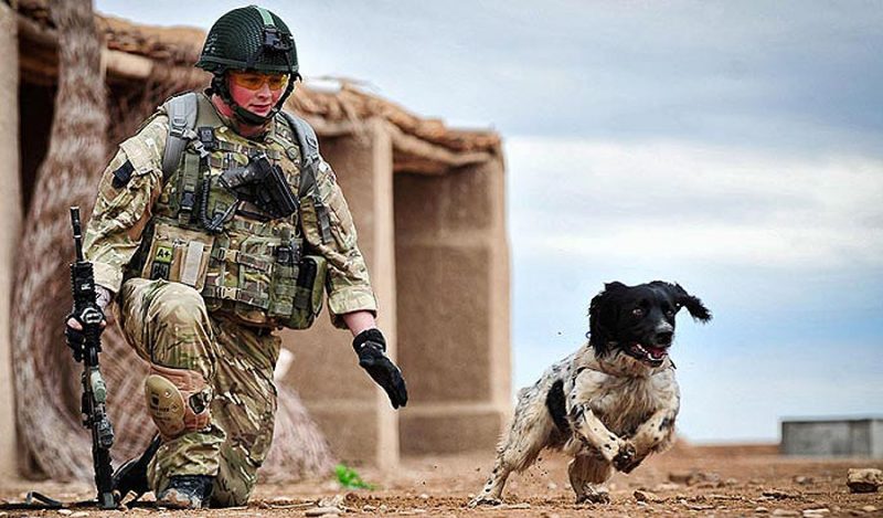 5 Amazing Animals That Served in the Military-04