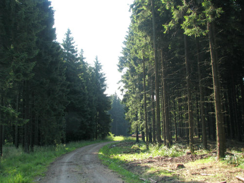 Hürtgenwald_am_Langschoß