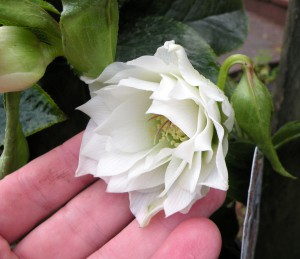 Double_white_hellebore_hybrid_'Betty_Ranicar'