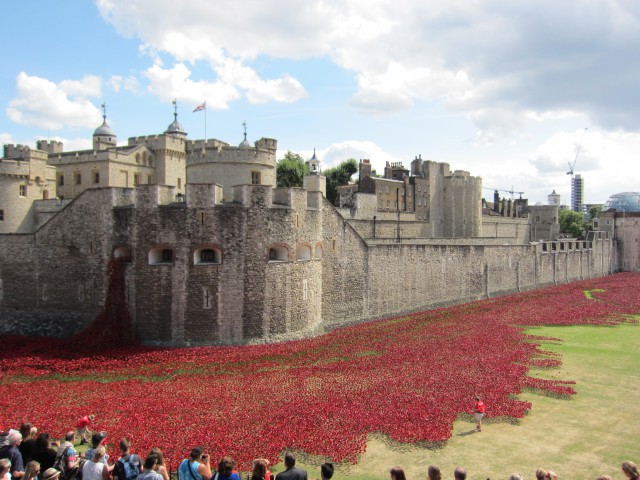 poppies display