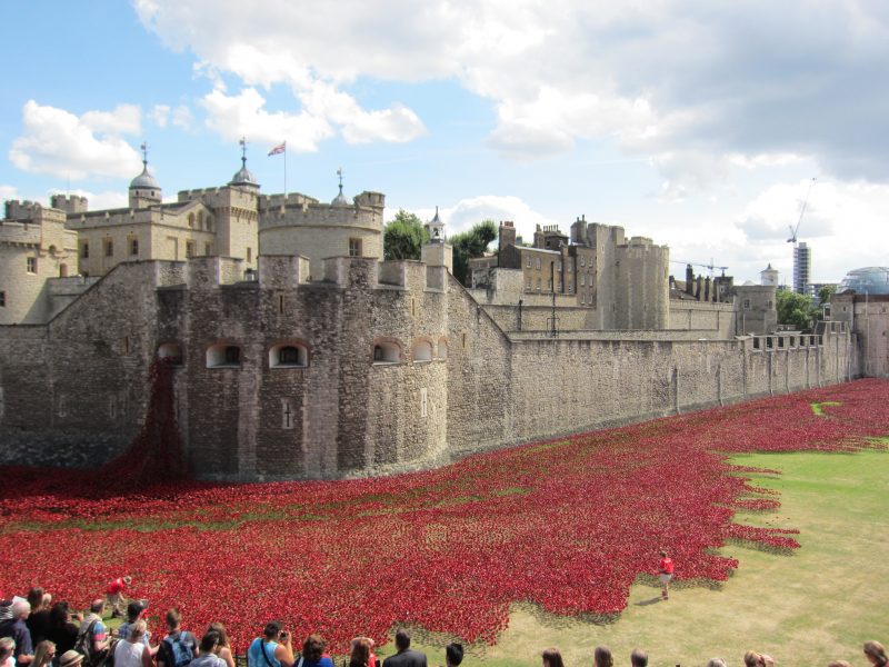 poppies display