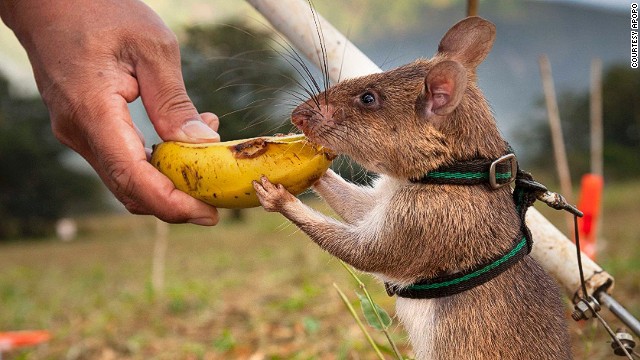 herorat-gets-treat