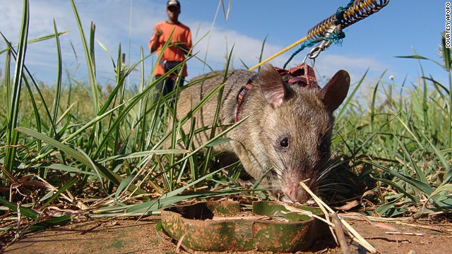 herorat-sniffing-mine