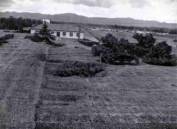 wwii-lockheed-covered-in-netting-6