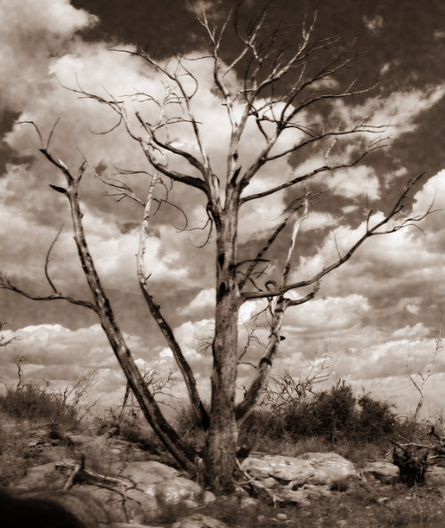 War Disguises IV Fake Tree