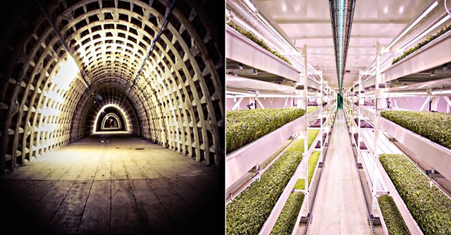 WWII Bomb Shelter to Hi-Tech Farm