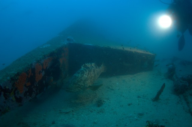 The tail of Catalina A24-25. The aircraft was discovered in waters off Cairns in far North Queensland.