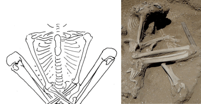 diagram and photo showing the position of one of the bound victims. Photo credit: Marta Mirazon Lahr