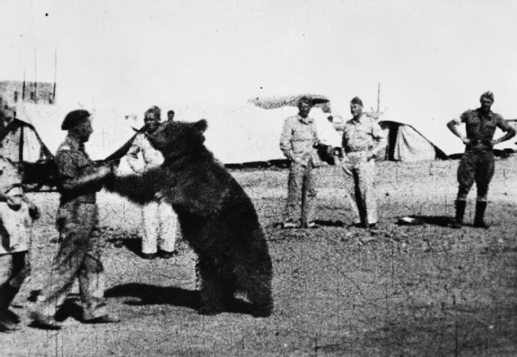Troops of the Polish 22 Transport Artillery Company watch as one of their comrades play wrestles with Wojtek their mascot bear