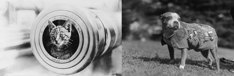 On the left: Ship's cat on HMAS Encounter during World War I/ On the right: Sergeant Stubby - called the most decorated war dog of World War I