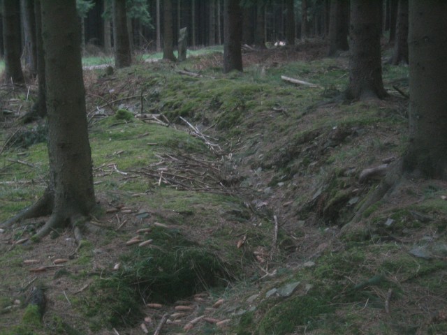 Surviving trenches in the Hurtgenwald