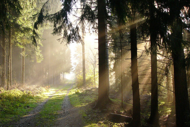 Autumn in Teutoburg Forest. Photo Credit.