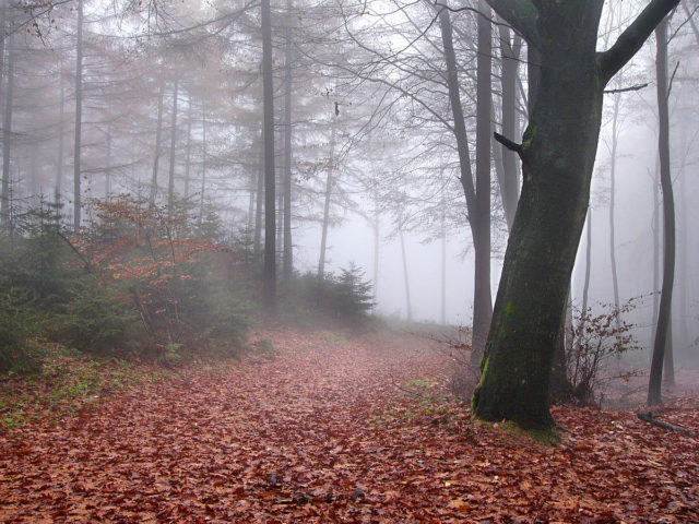 The Teutoburg Forest on a foggy and rainy day. Photo Credit.