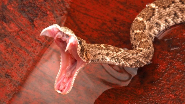 stuck on a boat and faced with dozens of snakes, its no surprised the men panicked.