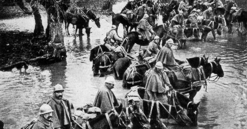 French train horses resting in a river on their way to Verdun.