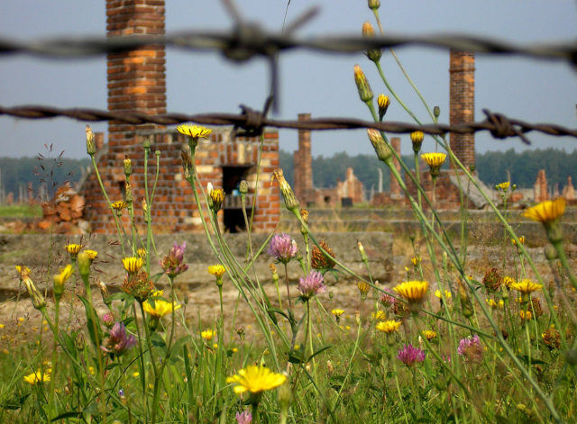 Ruins of barracks at Birkenau. Stoves and chimneys are all that remains of most of them. Photo Credit.