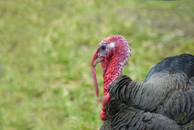 Domestic American turkey. Photo via Wikipedia.