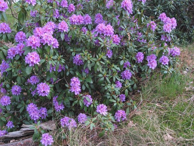 Poisonous Rhododendron Ponticum in flower. Wikipedia / Rasbak / CC BY-SA 3.0