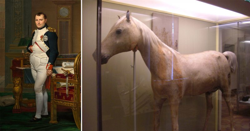 Napoleon I's horse Le Vizir, at St. Helena, on display at the Musée de l'Armée in Paris, France.
Source: BrokenSphere