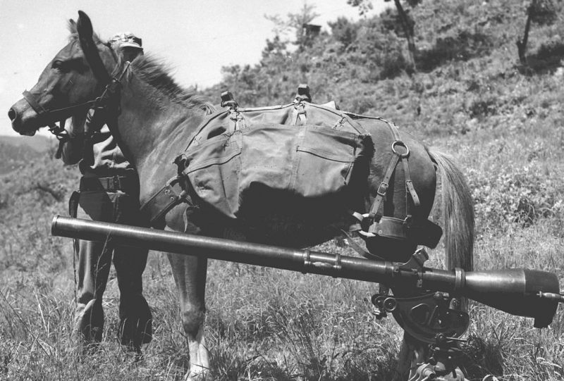 Sergeant Reckless beside a 75mm recoilless rifle. Source: Wikipedia/ Public Domain