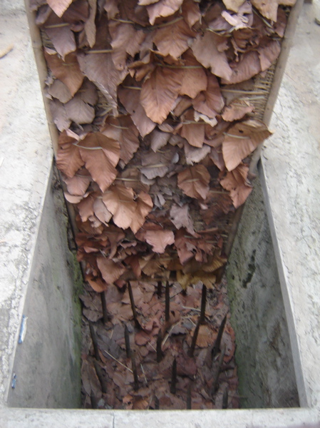 A booby trap which utilized punji sticks. The wood/bamboo sticks can be seen at the bottom of the trap. Frances76 at the English Language Wikipedia / Wikipedia / CC BY-SA 3.0