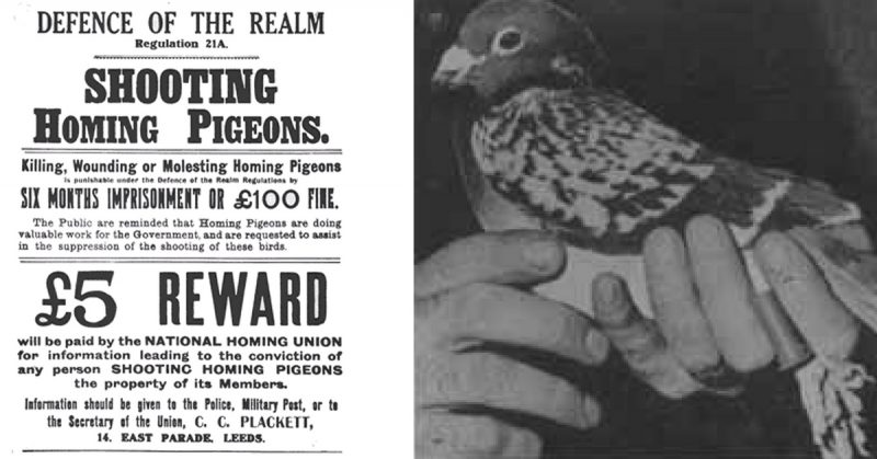Left: British WW1 poster regarding the killing of war pigeons being an offence under Regulation 21A of the Defence of the Realm Act. Right: A close-up of Beach Comber. 