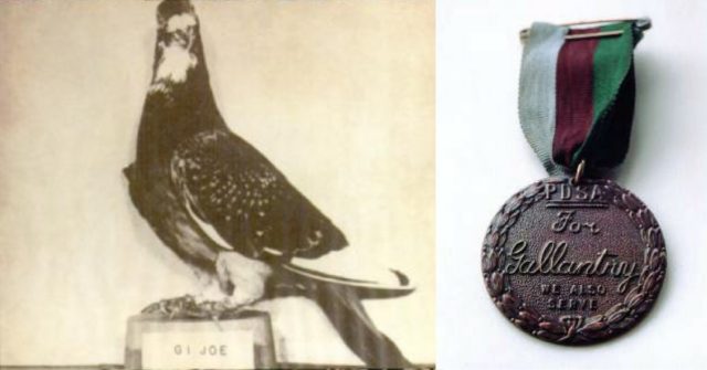 Left: GI Joe, the American pigeon who recieved the Dickin Medal; Right: The Dickin Medal. By United States Department of Defense/Army Fort Monmouth Historical Office - United States Department of Defense publication "A History of Army Communications and Electronics at Fort Monmouth, New Jersey, 1917-2007" at Google Books, Public Domain, https://commons.wikimedia.org/w/index.php?curid=23304334; By Andrew69. - own work, Public Domain, https://commons.wikimedia.org/w/index.php?curid=8883162