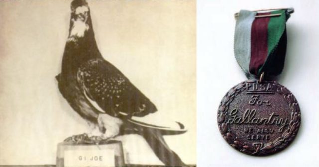 Carrier Pigeon Ww1 Medal