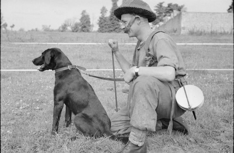 British animals in war 1944. Source: © IWM (B 6499)