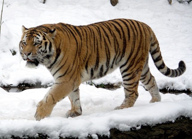 The Siberian tiger is incredibly rare and once roamed Korea freely. Today, it is believed that the tiger can still be found in the DMZ ( albeit rare). Appaloosa / Own Work / Photo Source: Wikipedia / CC BY-SA 3.0