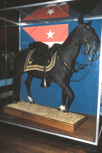 General Sheridan's Morgan horse, Winchester. Jerrye & Roy Klotz, MD/ Own Work/Wikipedia/CC BY-SA 3.0