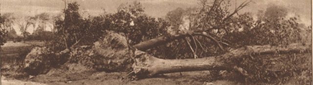 Trees miles down the road from the plant blown over by explosions. The damage was incredibly widespread, and as recently as 2007 shells were still being uncovered. Image Source: Library of Congress Archives, by: New York Times, public domain