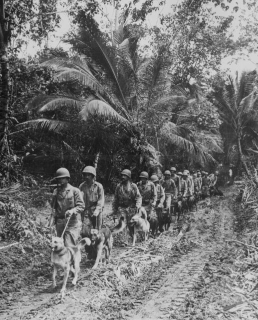 Marine Raiders take scouting and messenger dogs to the frontlines on Bougainville, late 1943