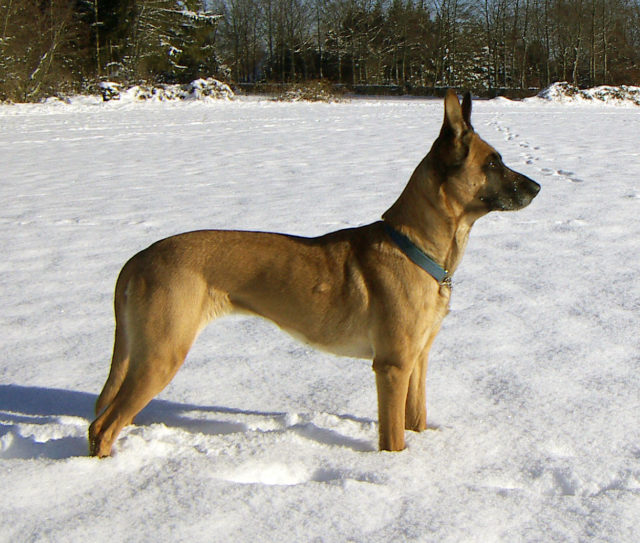 A 7-year-old female Belgian Malinois Photo Credit