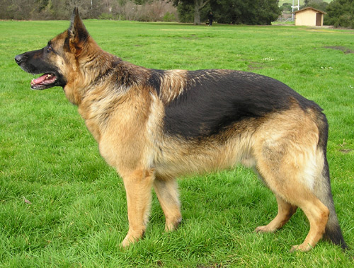 German Shephard's were the preferred dog breed. Photo Credit