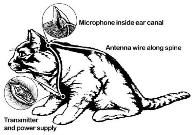 Details on the Acoustic Kitty Photo Credit