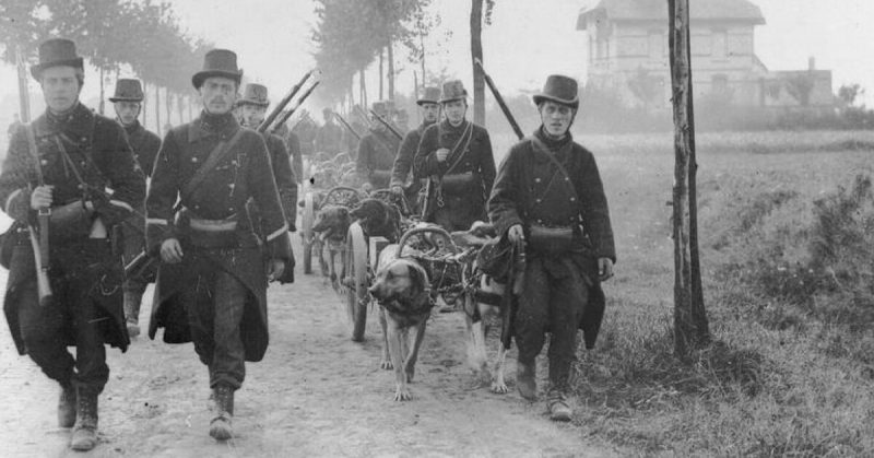 Belgian troops, with machine-guns pulled by dogs, photographed during the Battle of the Frontiers