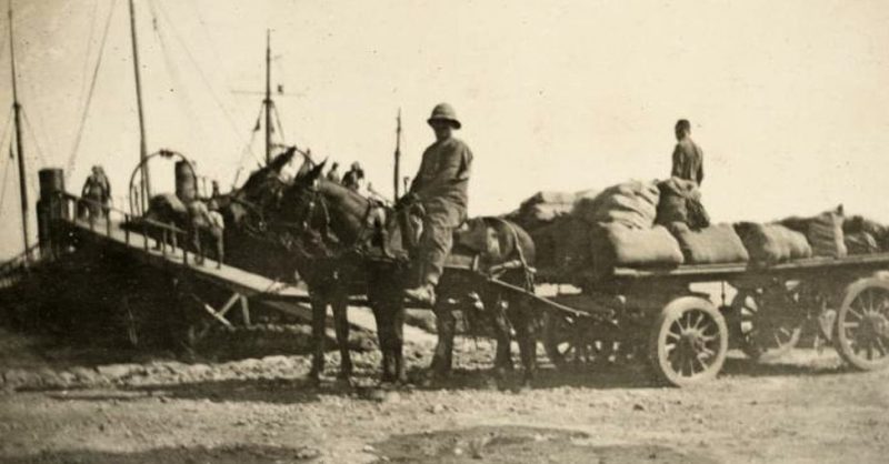 Landing stores with mules, Gallipoli, 1915.